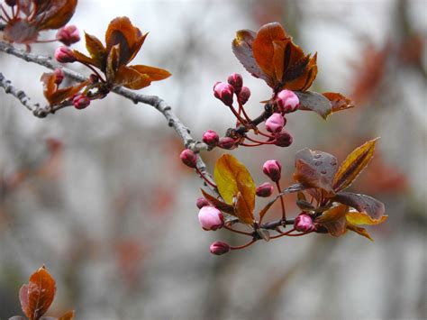 blumen knospen|Baumknospen